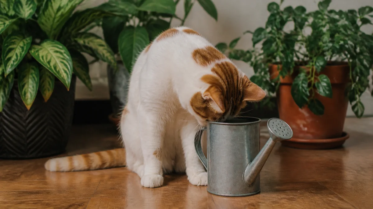 A white-and-orange cat peers into an empty watering can.