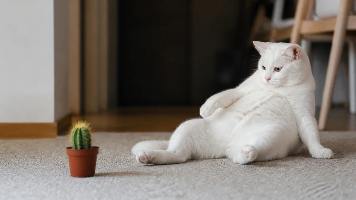 A cautious white cat keeps its distance from a small cactus.