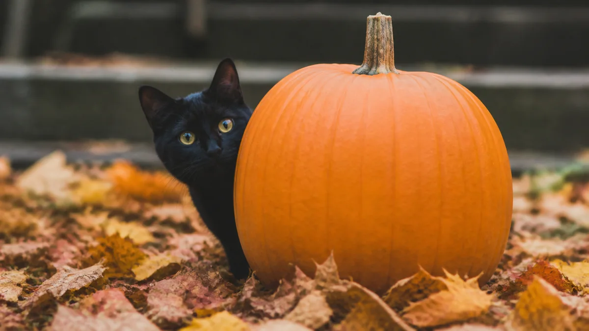 A black cat peeks from behind a plain pumpkin in autumn leaves.